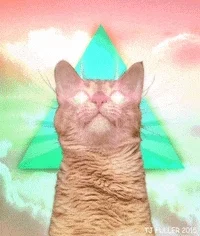 cat-gif